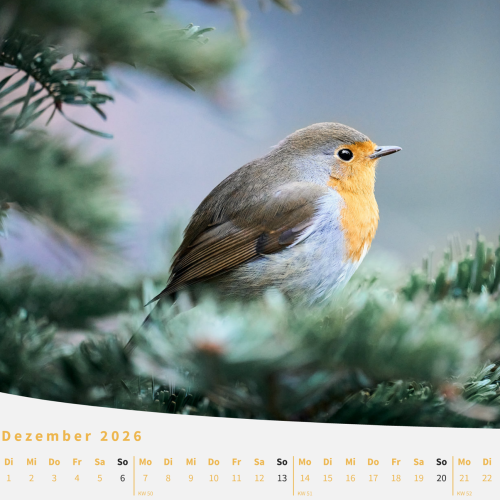 Kalenderblatt Dezember 2026 - Bild eines Rotkehlchens