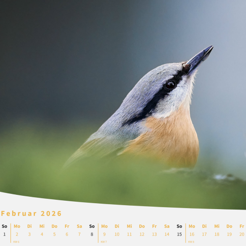Kalenderblatt Februar 2026 - Bild eines Kleibers