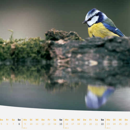 Kalenderblatt März 2026 - Bild einer Blaumeise