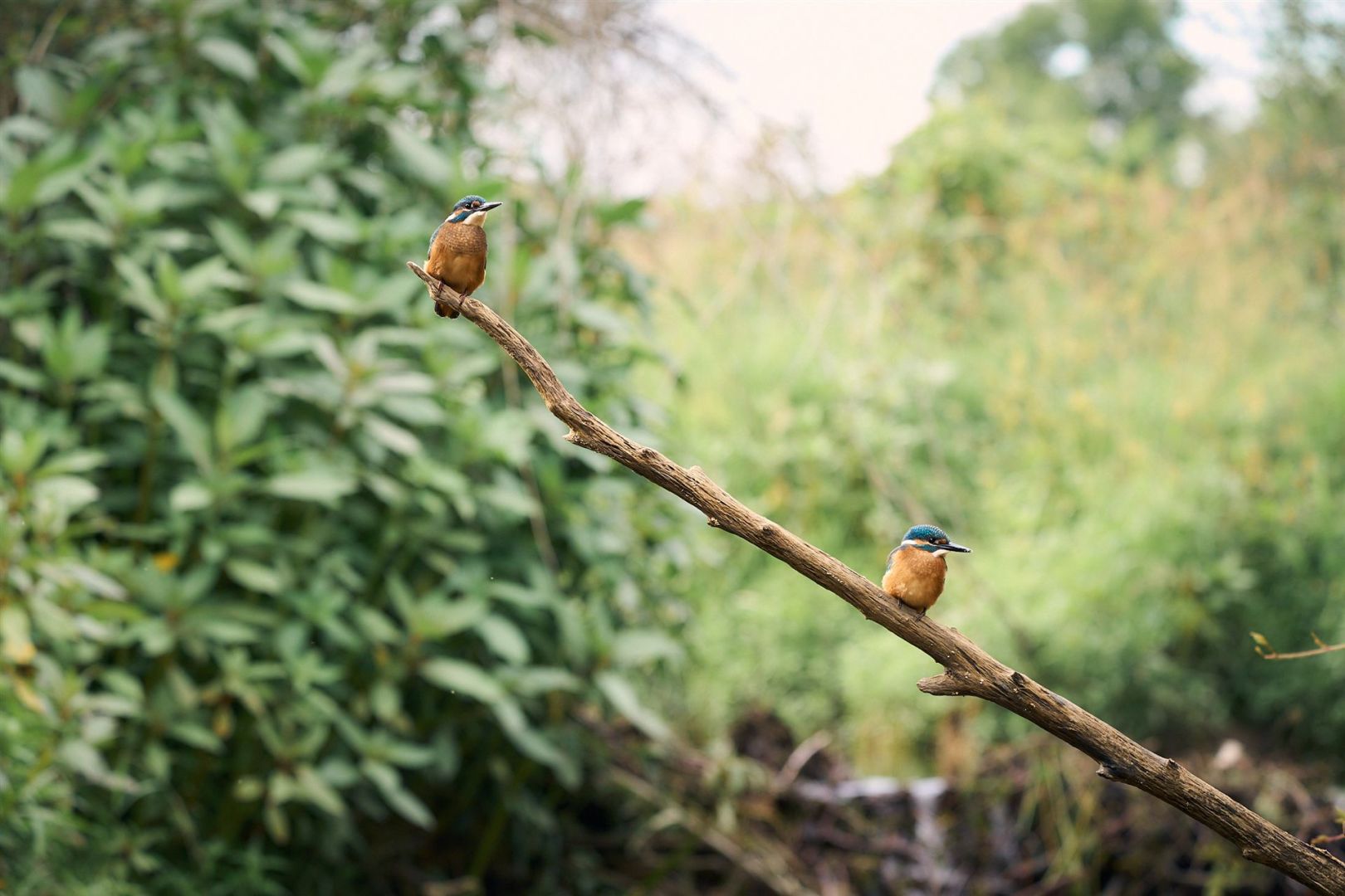 Zwei junge Eisvögel sitzen auf einem Ansitz nebeneinander