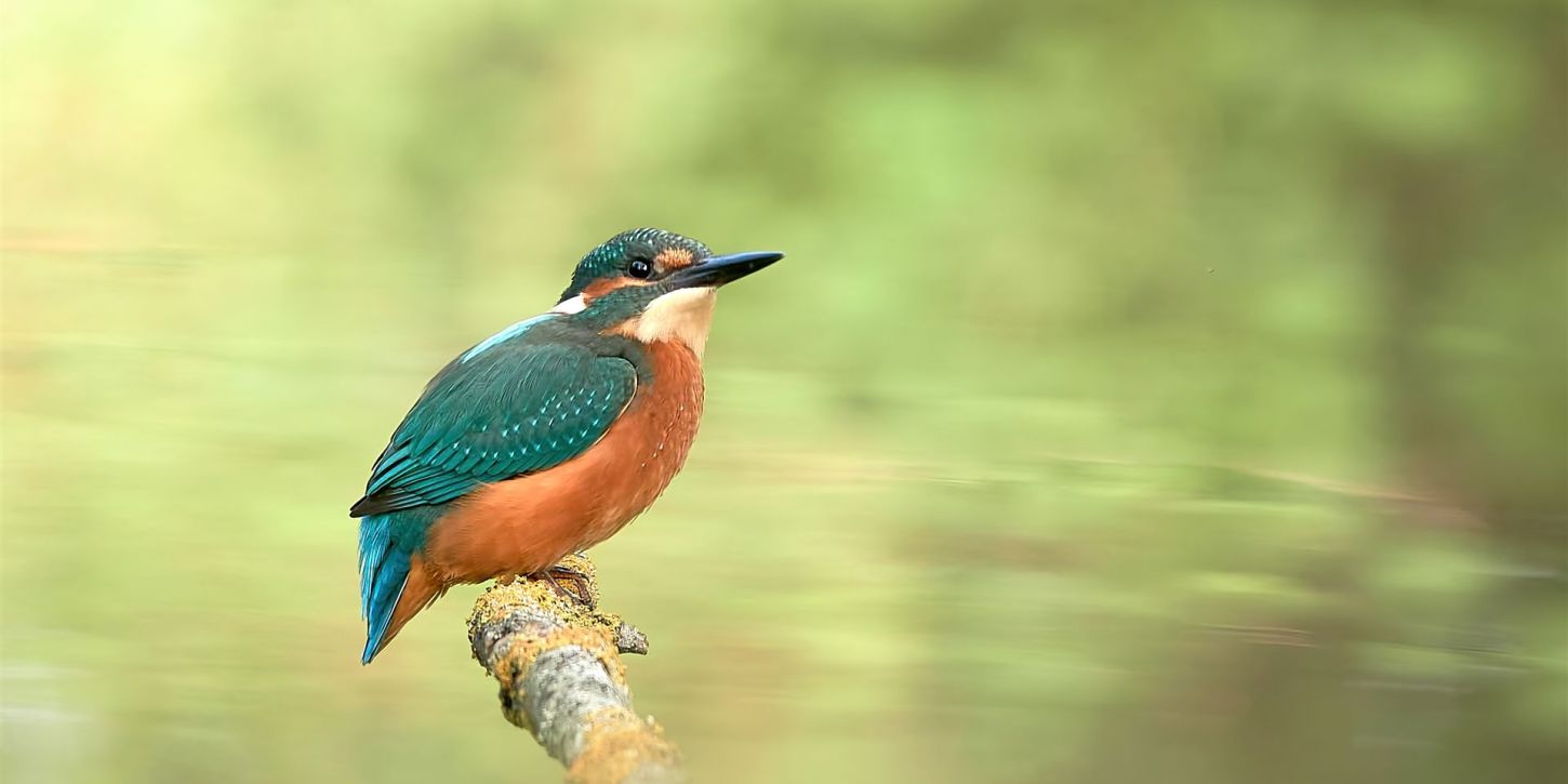 Ein Eisvogel am Ansitz, im Hintergrund verschwommenes, grünes Wasser