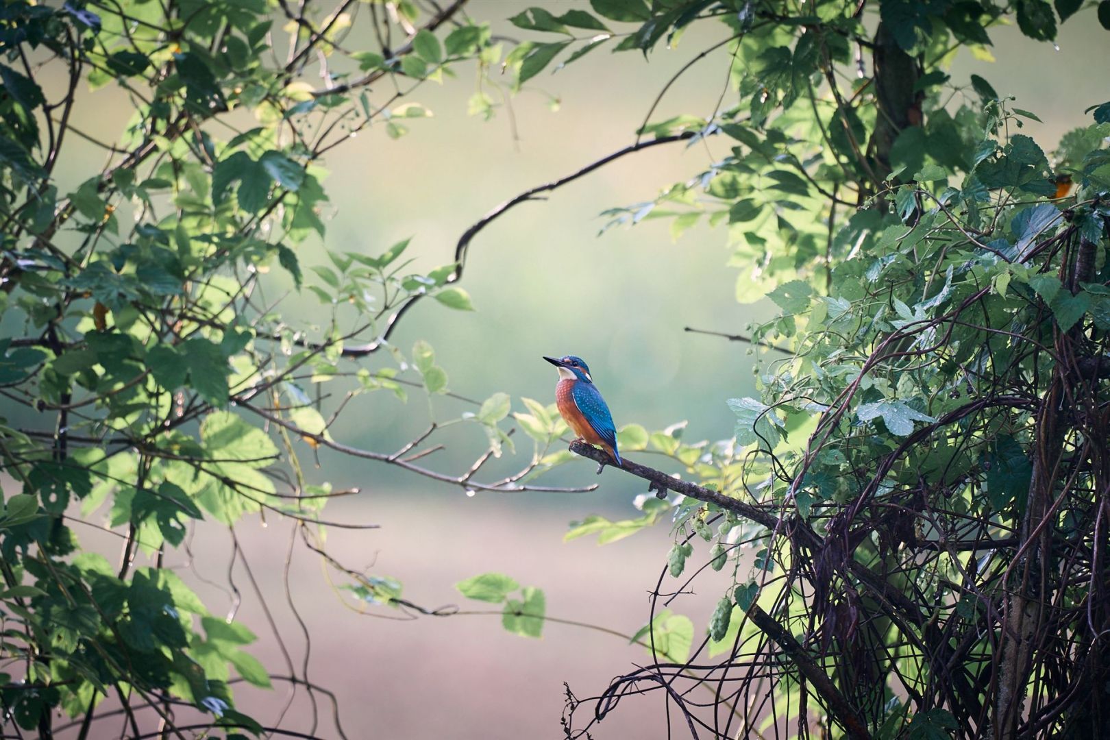 Ein Eisvogel sitzauf einem Ast, eingerahmt von grünen Blättern und Hopfen