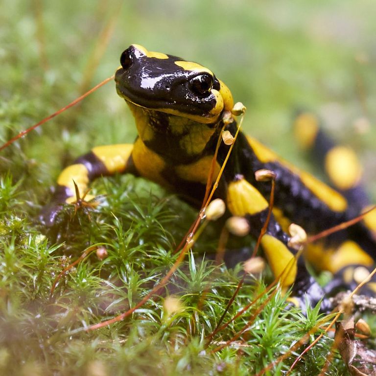 Ein Feuersalamander im Wald der auf Moos sitzt.