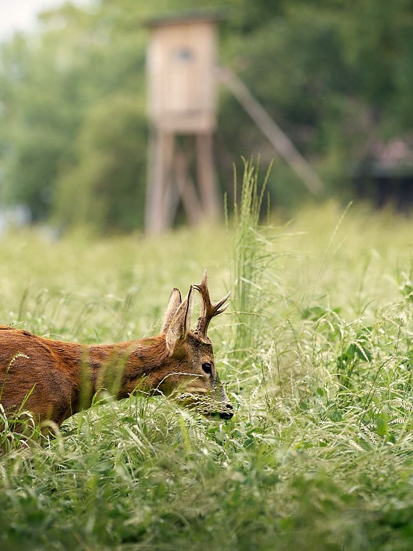 Ein Rehbock im grünen Feld vor einem Hochstand.