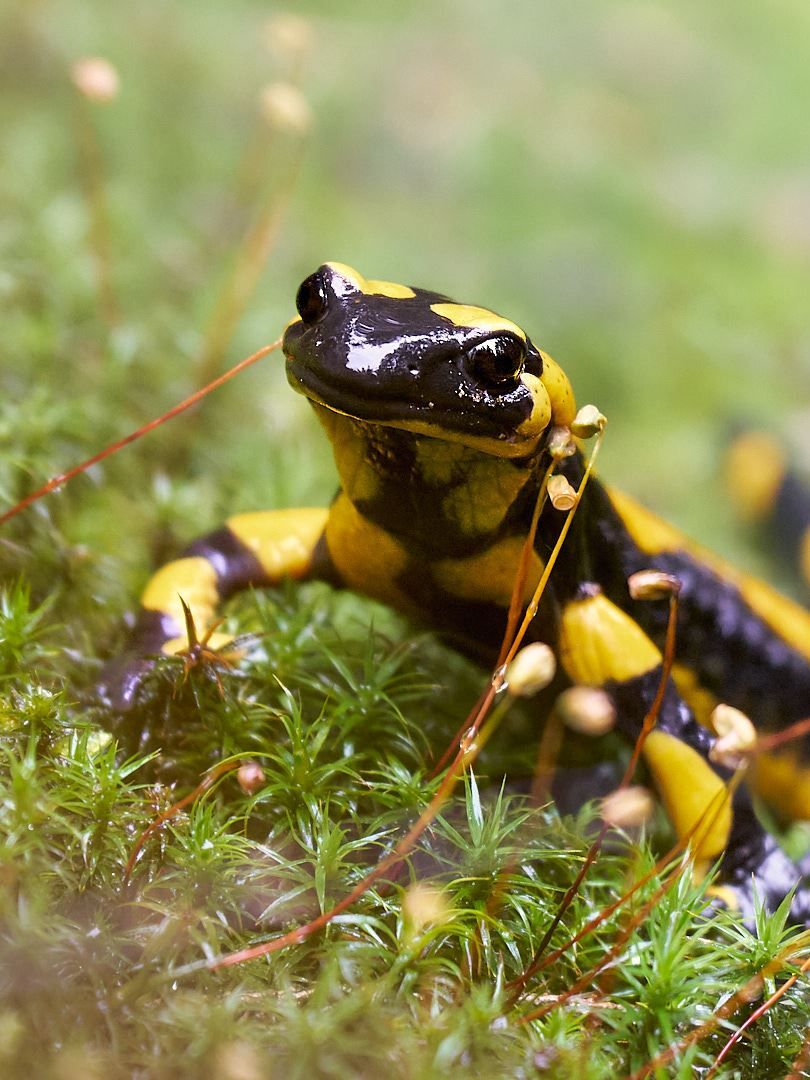 Feuersalamander im Wald - Foto von Jakob Günther Aufnahme eines Feuersalamanders im Wald der auf Moos sitzt.