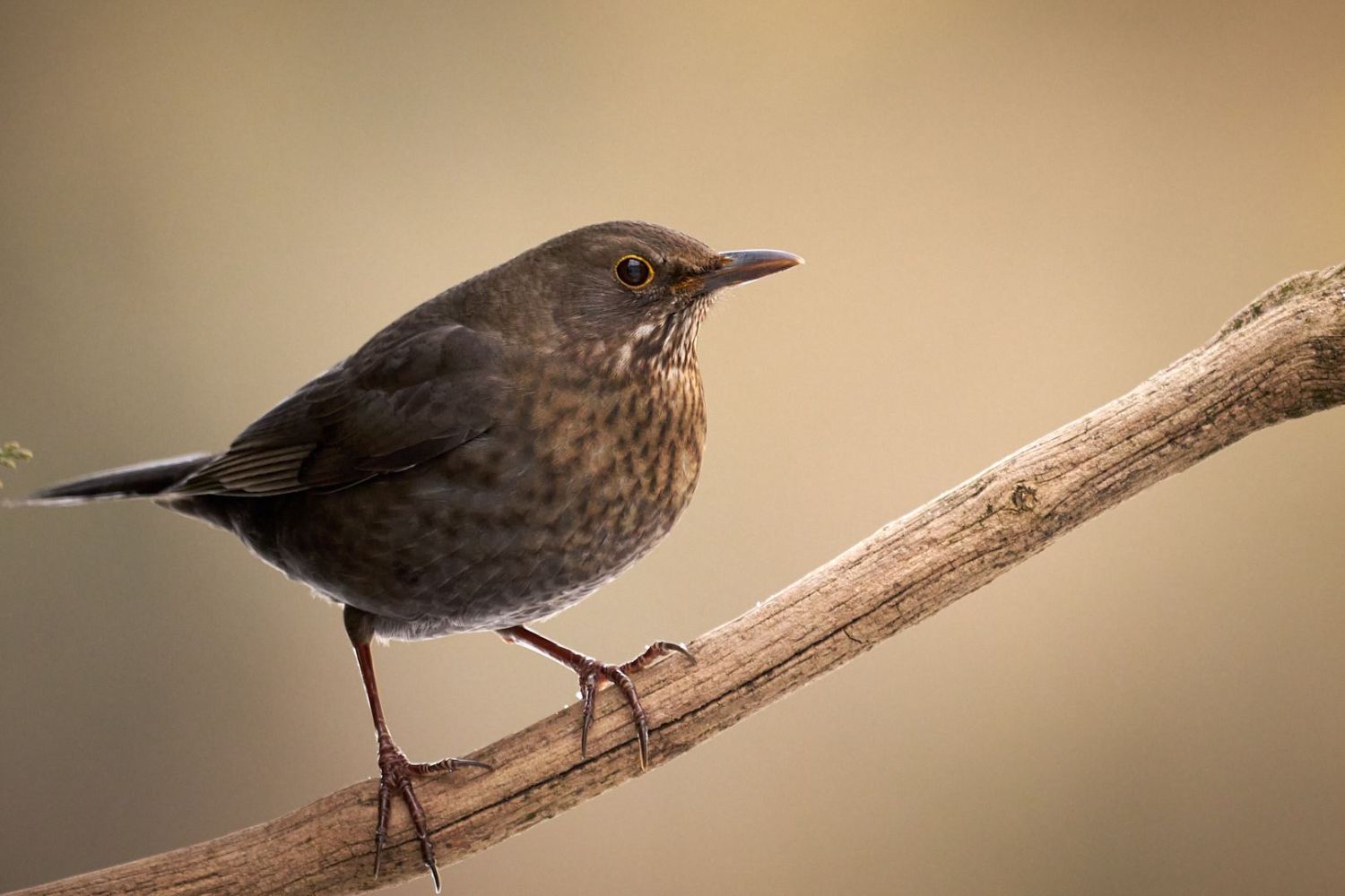 Bildbearbeitung einer Amsel - Ansicht nachher