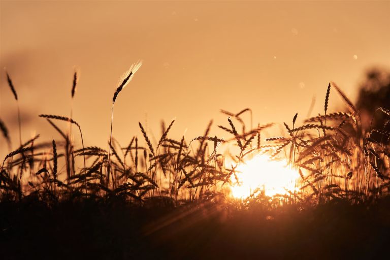 Getreidefeld vor dem Sonnenuntergang.