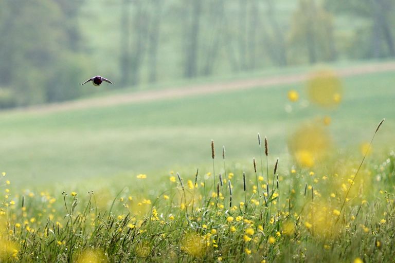 Eine Rauchschwalbe im Flug über die blühende Wiese.