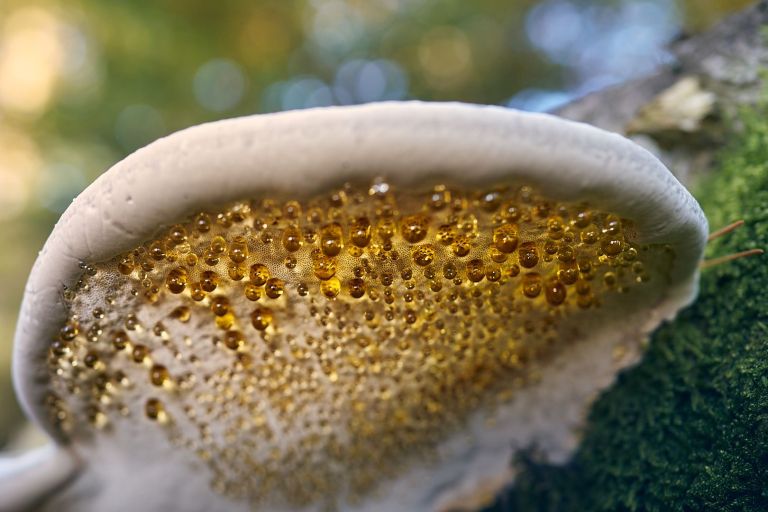 Ein Baumschwamm mit Guttationstropfen an der Unterseite.