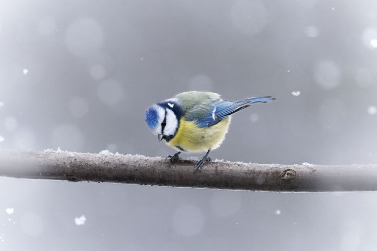Eine Blaumeise im Schneefall, auf einem Ast sitzend