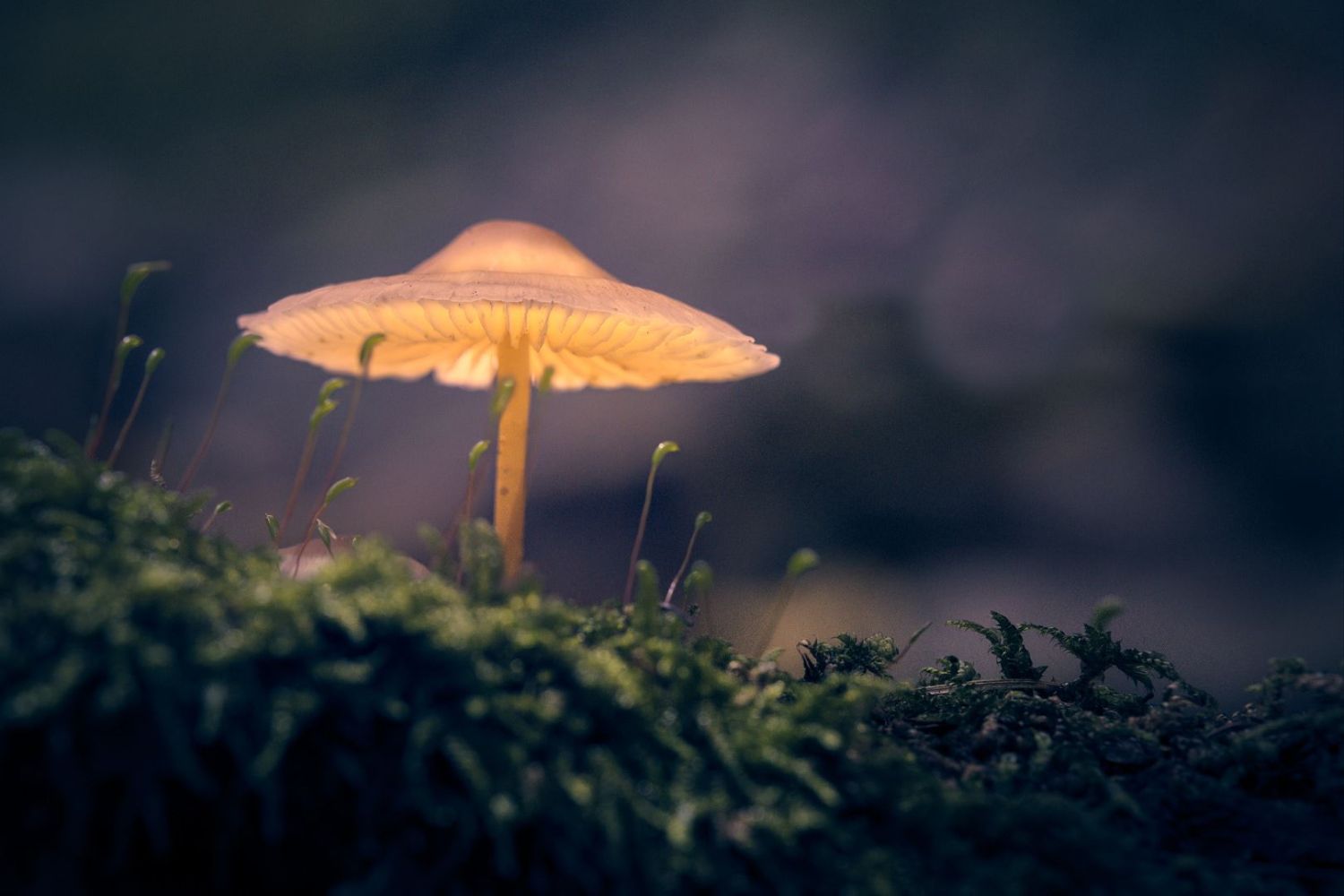 Beleuchteter Pilz, auf bemoosten Untergrund.