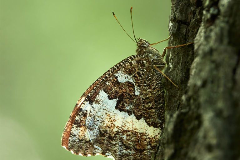 Ein Weißer Waldportier sitzt auf der Baumrinde.
