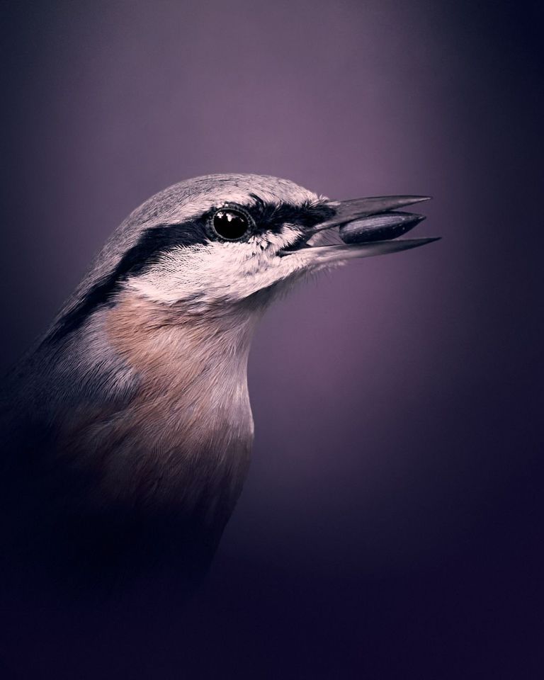 Ein Kleiber mit Sonnenblumenkern im Schnabel, vor violetten Hintergrund.