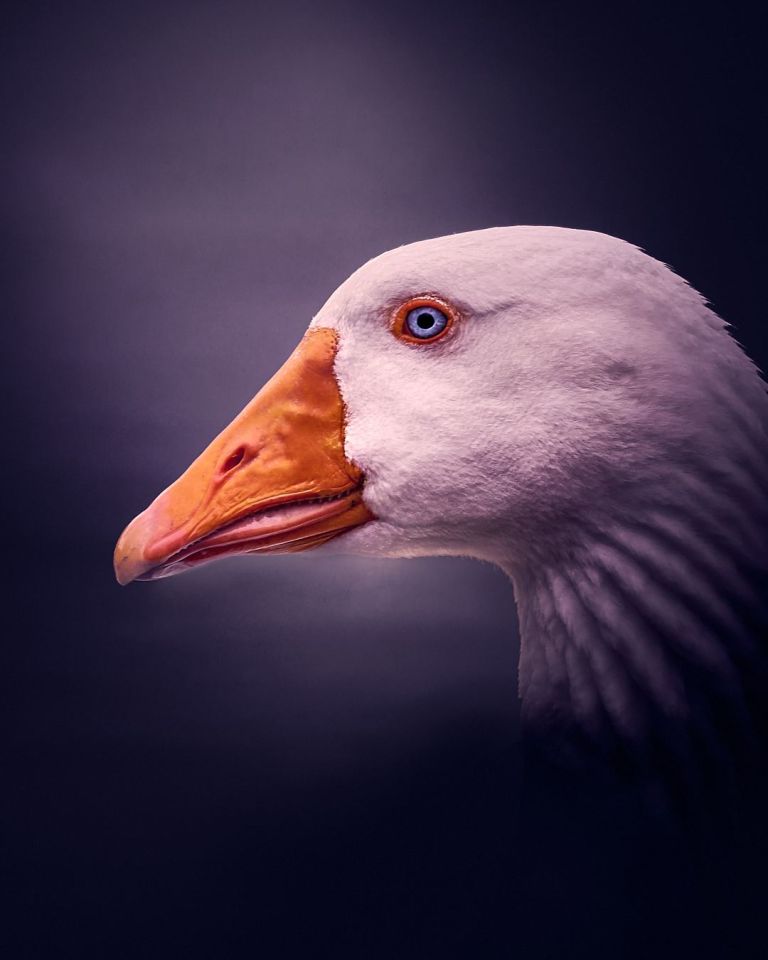 Nahaufnahme einer Gans mit blauen Augen, vor violetten Hintergrund.