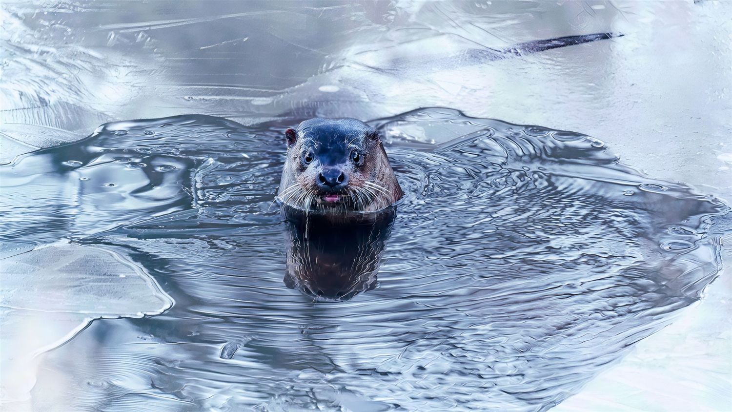 Ein Fischotter im Fluss zwischen Eisschollen.