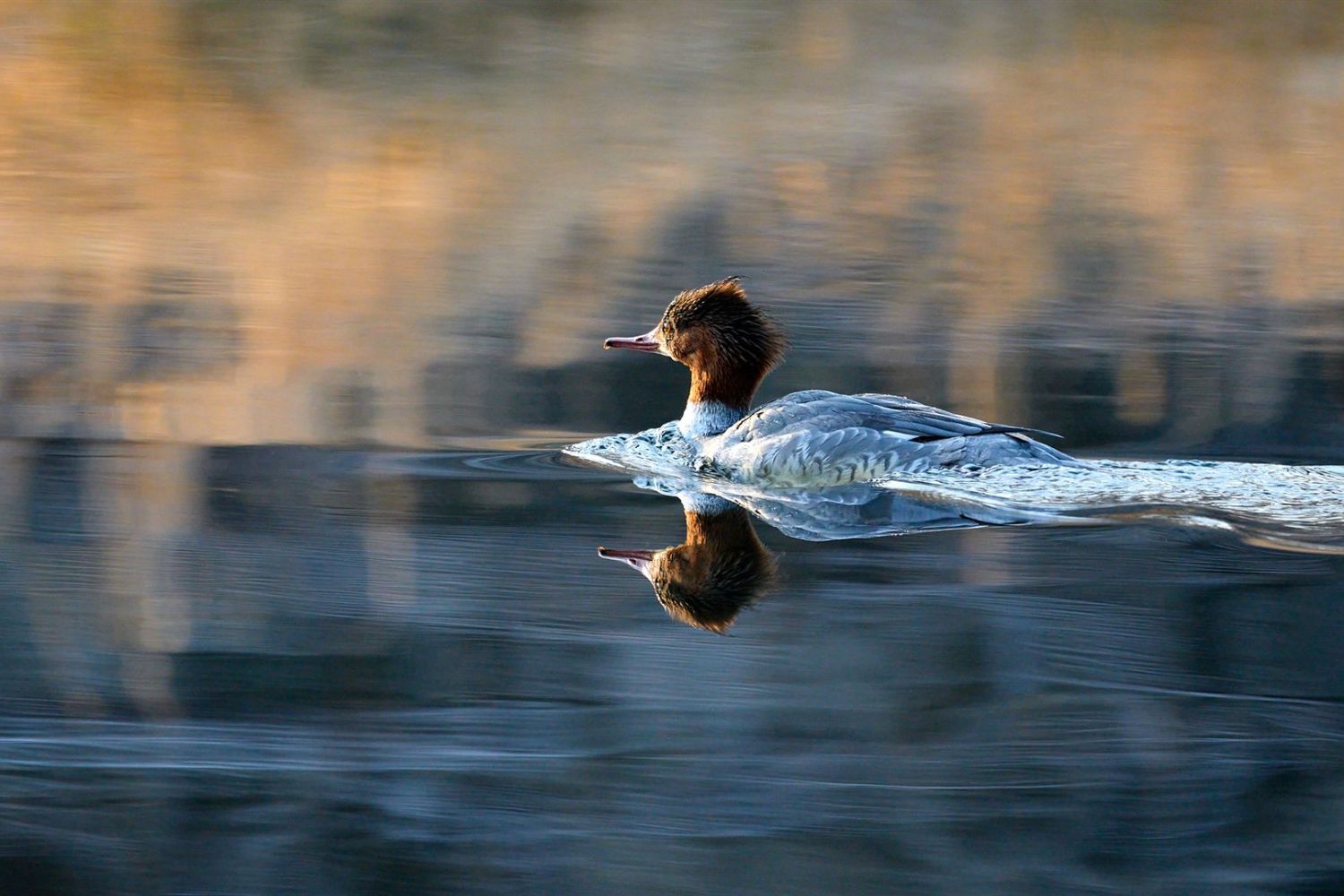 Ein weiblicher Gänsesäger schwimmt im Morgenlicht am Fluss.