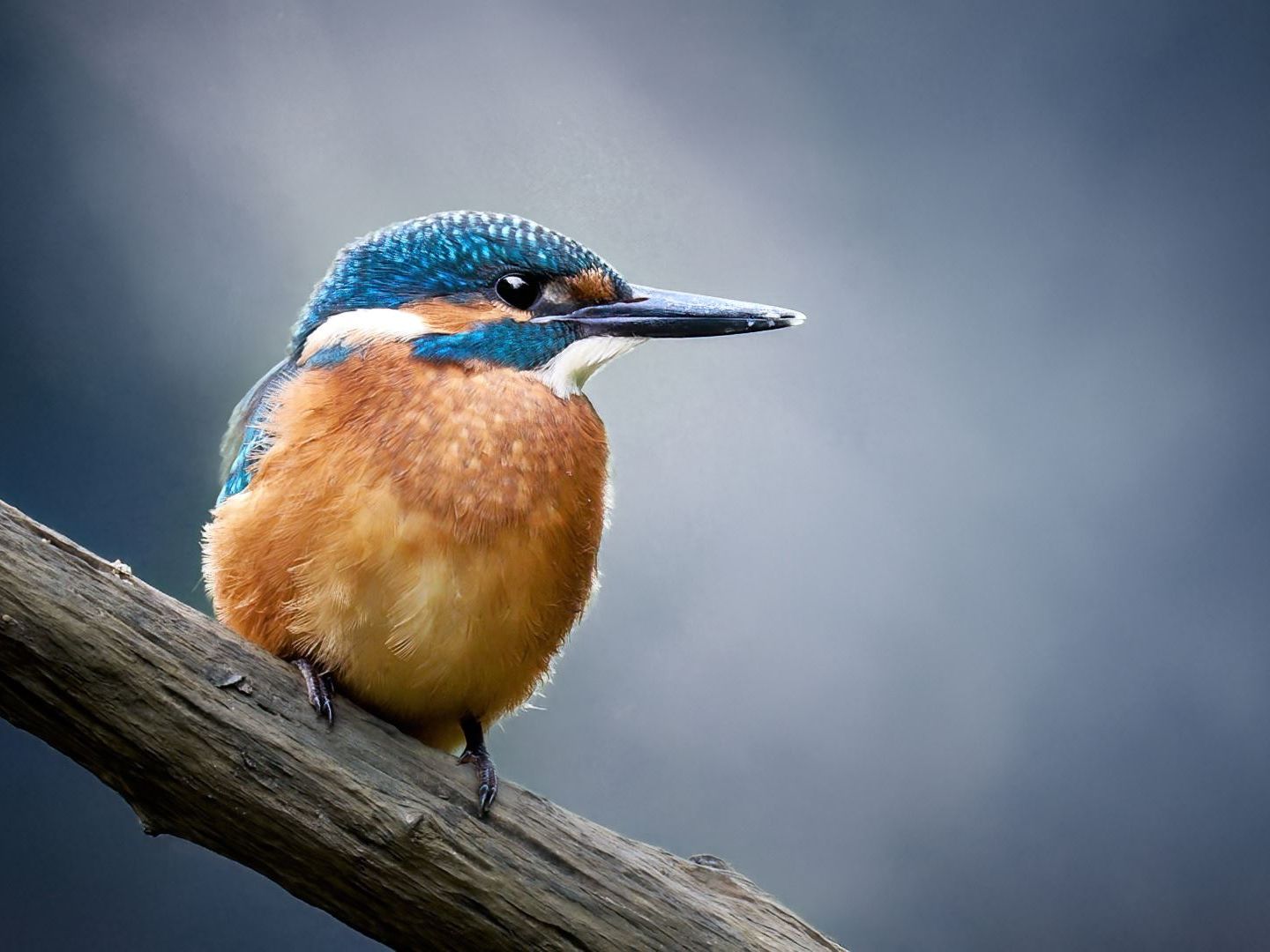Ein lauernder Eisvogels am Ast vor blauem Hintergrund.