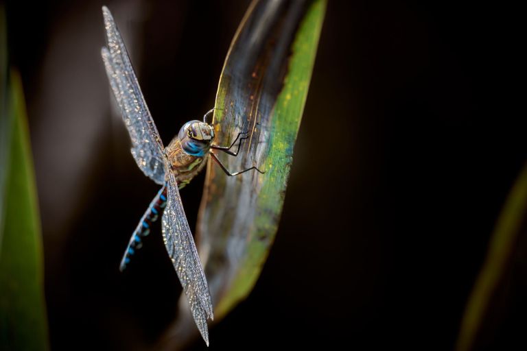 Eine Herbst-Mosaikjungfer auf Schilfblättern.