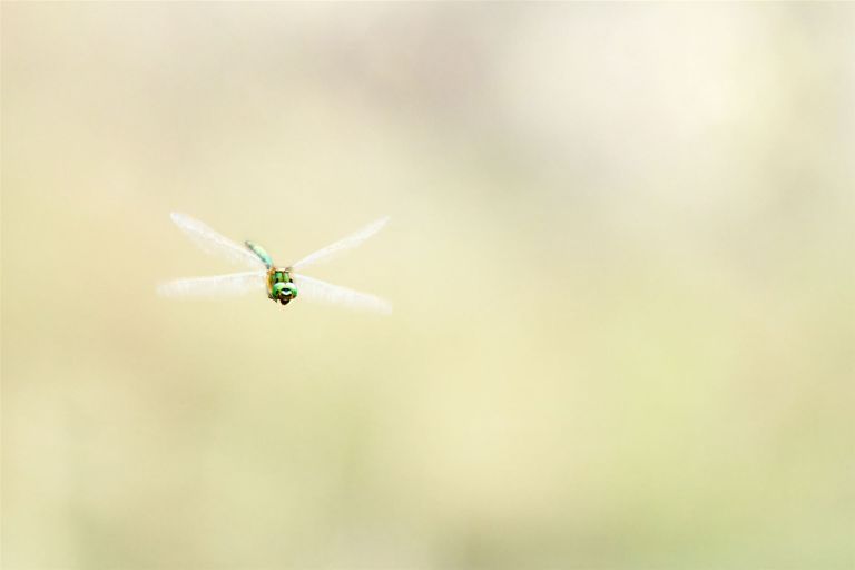 Eine Libelle im Flug