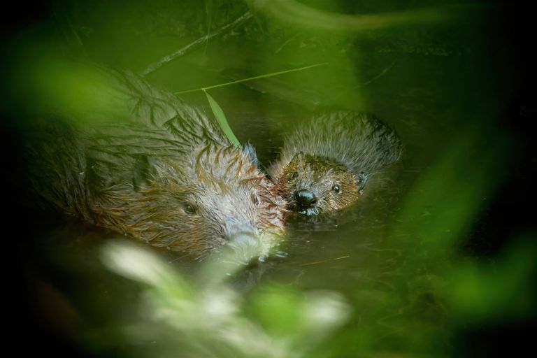 Ein Biber mit Jungtier