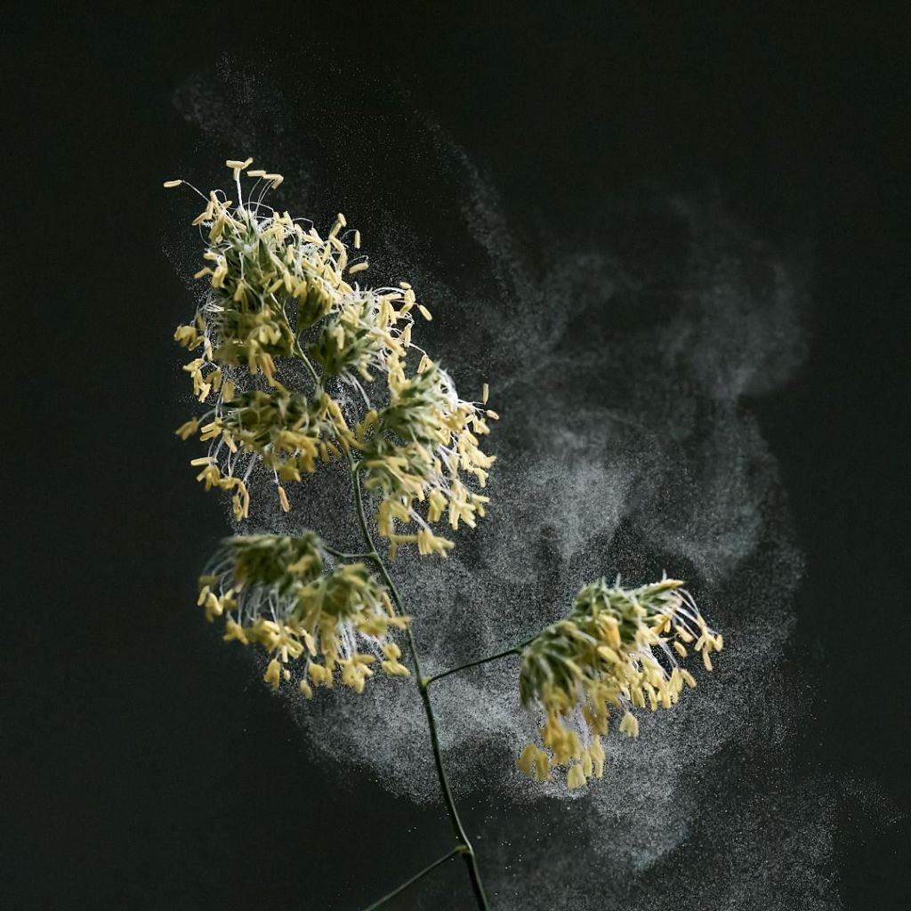 Helle Gräserpollen die vom Wind weggeweht werden, vor dunklem Hintergrund.