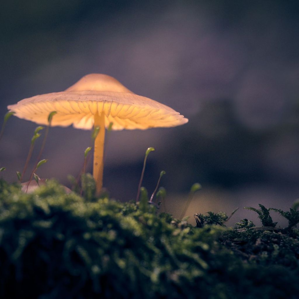 Ein Pilz im Moos, der von oben beleuchtet wird, vor dunklem Hintergrund.