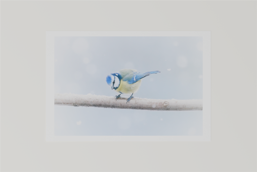 Render eines Fine Art Prints mit dem Motiv einer Blaumeise im Schneegestöber