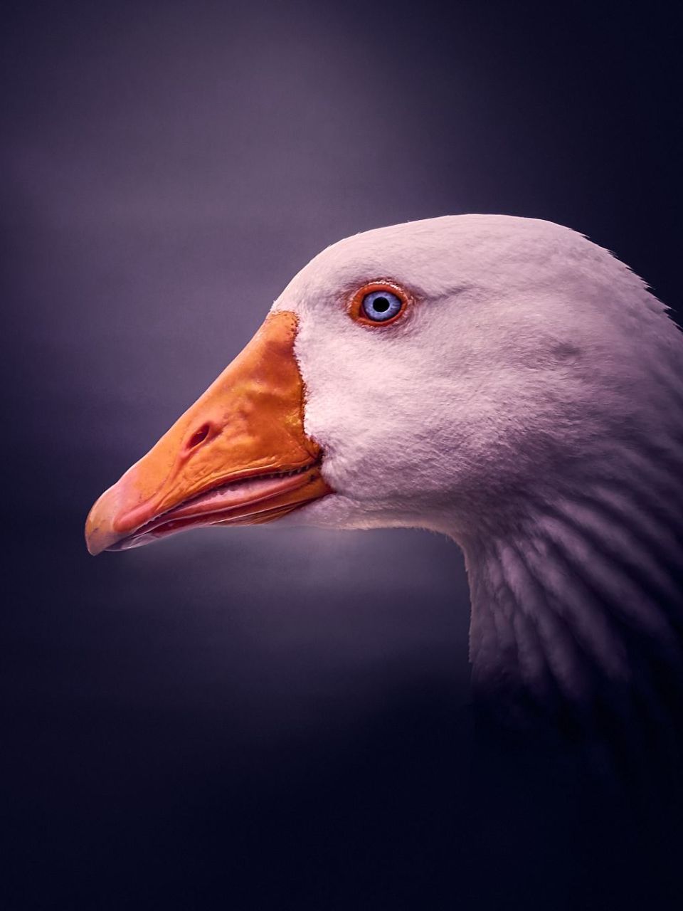 Nahaufnahme einer Gans mit blauen Augen, vor violetten Hintergrund.
