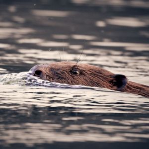 Porträt eines schwimmenden Bibers