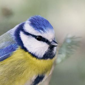 Porträt einer Blaumeise