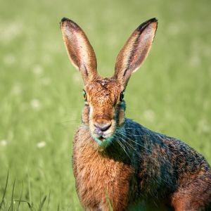 Porträt eines Feldhasen
