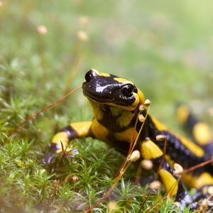 Porträt eines Feuersalamanders