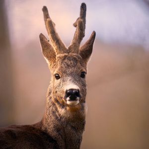 Porträt eines Rehbocks
